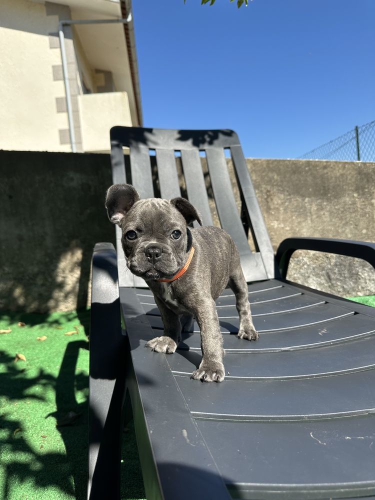 Buldogue Francês Blue