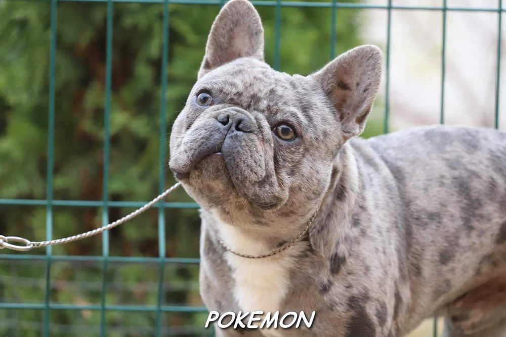 Голубий мерлє француз на в'язку