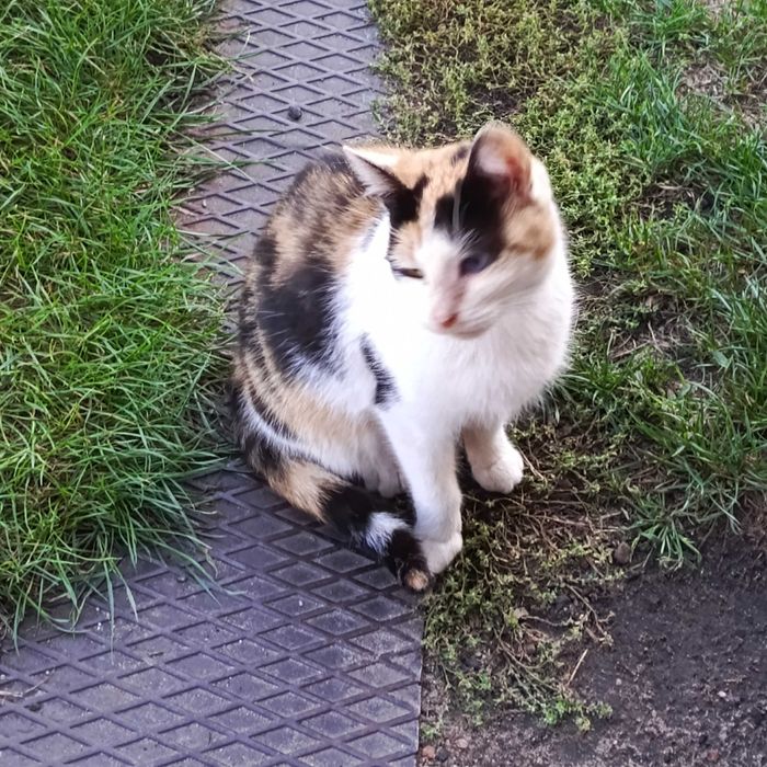 Młodziutka trikolorka szuka nowego domu po śmierci swojego Pana