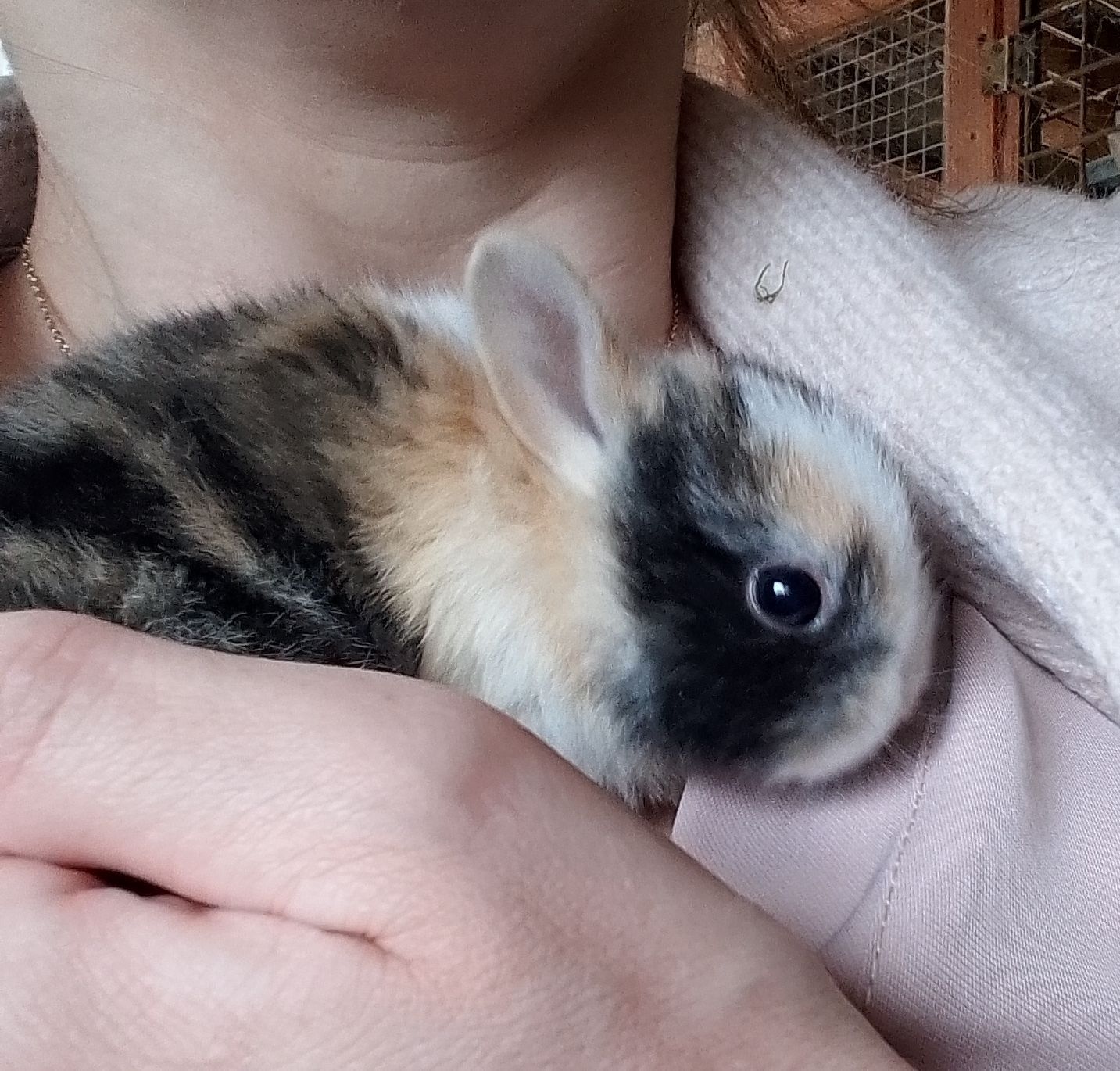Króliczki miniaturki + zwiedzanie mini zoo