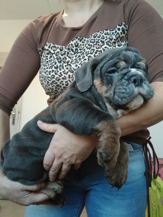 Buldog angielski choco tricolor