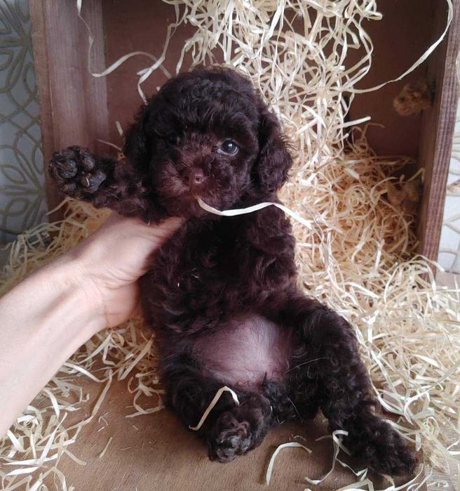 Роскошная крошка-девочка Шоколадного Той пуделя из Киева