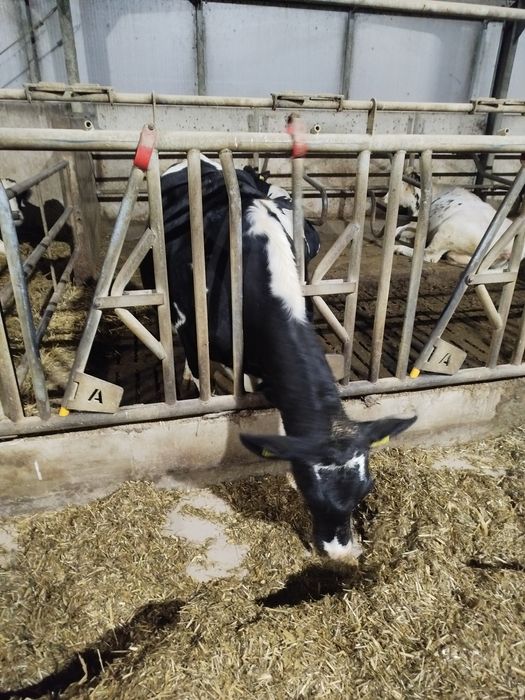 Jałówka wysokocielna