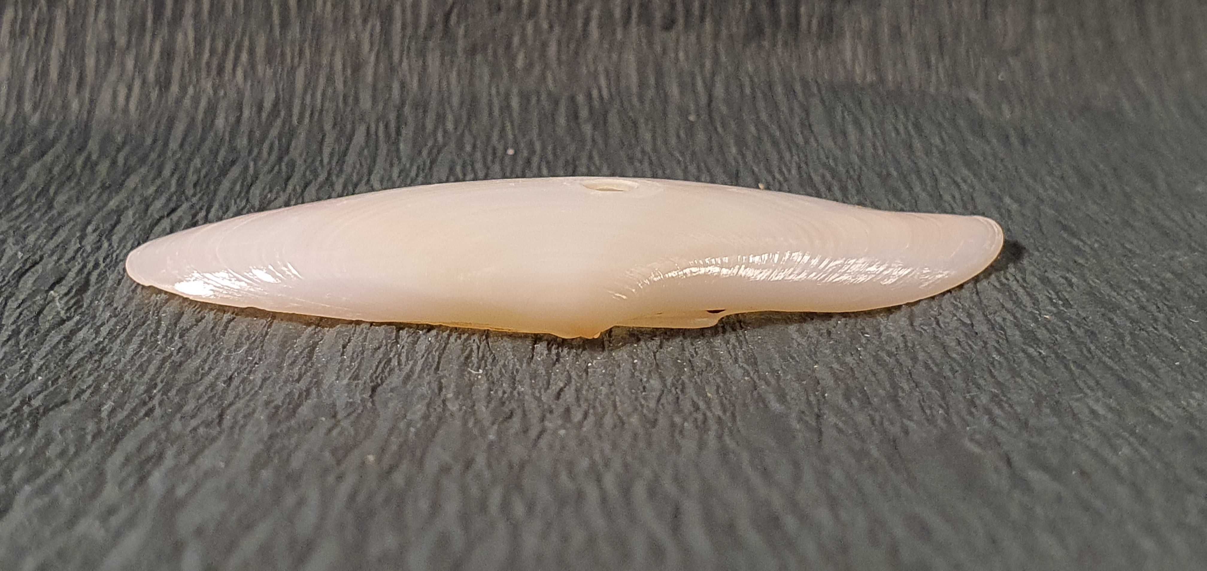 Muszla morska o wymiarach 60 x 30 x 10 mm (nr 20)