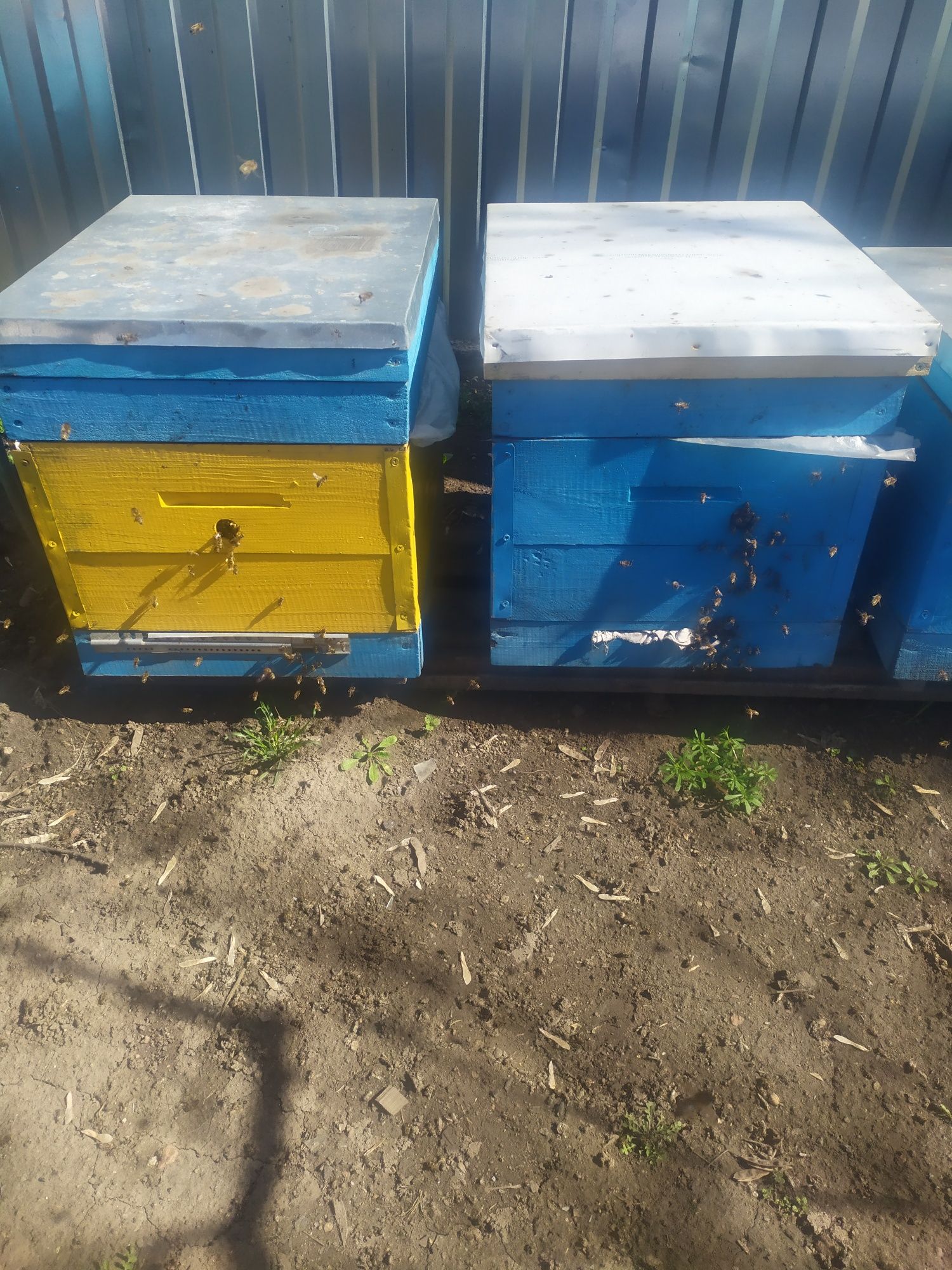 Продаю бджіл, бджолородини.