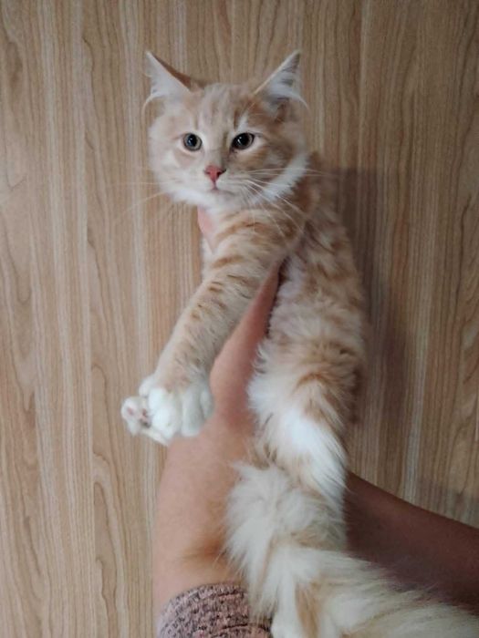 Syberyjski chłopak krem