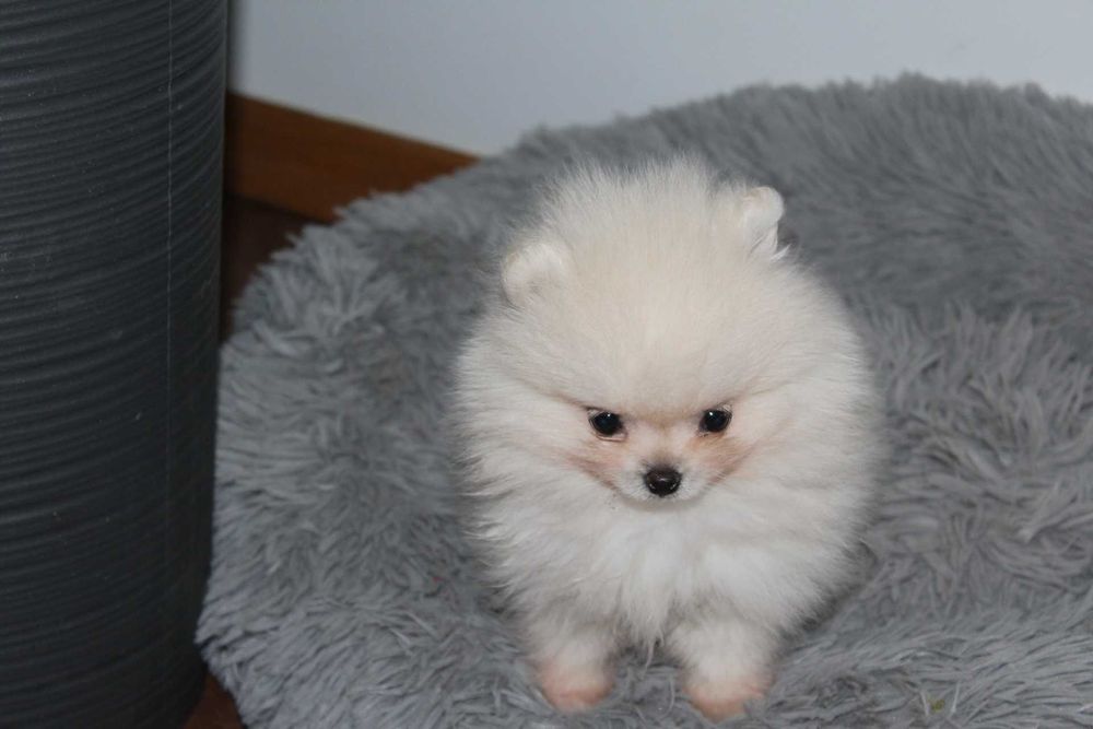 Szpic pomeranian piesek