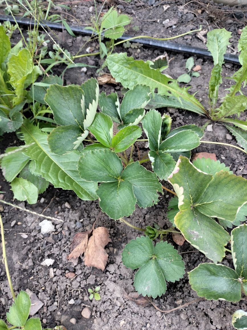 Продам кущі полуниці Кабліло, Антеа, Королева Єлизавета, Мальвіна,