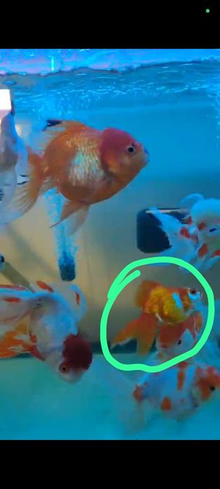 Orandas/ryukin/ranchu(ler bem descrição)