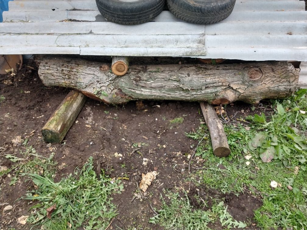 Колоди горіха. Стовбур. Волоський горіх.
