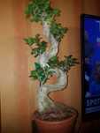 Bonsai Ficus Ginseng Kręcony Olbrzymi XXXL SUPERCENA 80cm