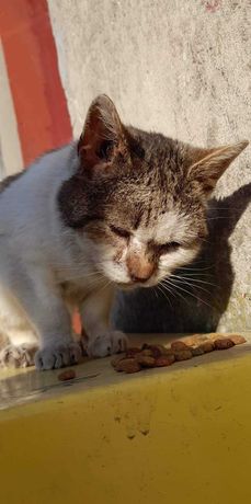 Kot kocur z białaczką do adopcji bądź dom tymczasowy. PILNE!!!