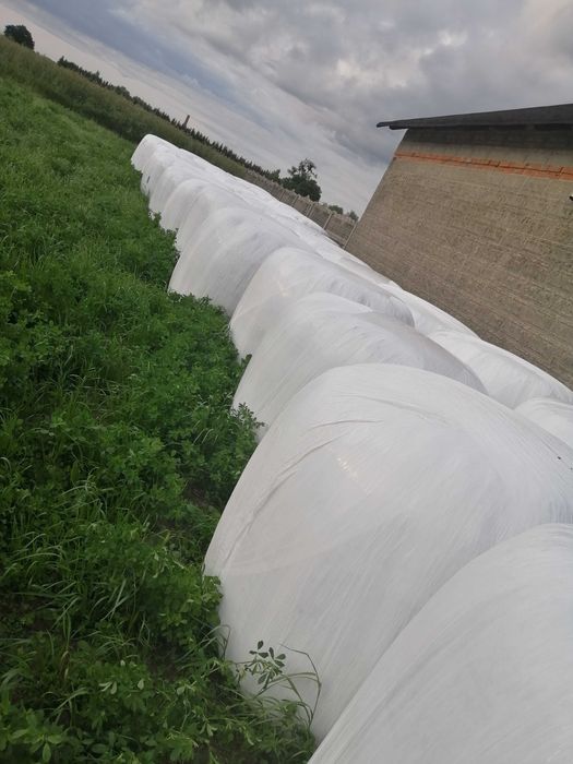 Sianokiszonka z lucerny