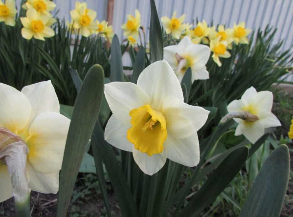 20+ шт!  Нарцисс. Нарцис. Цибулини нарцису. Луковицы нарцисса. Квіти.