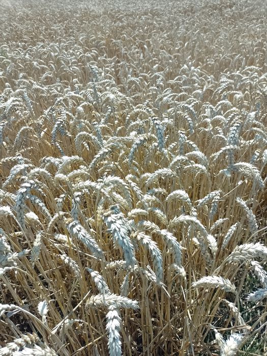 Sprzedam pszenicę zbiór2025