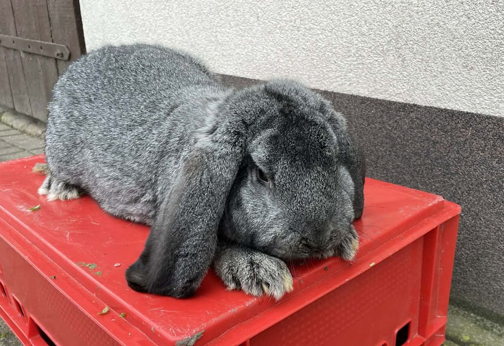 Królik Baran Francuski Szynszyl