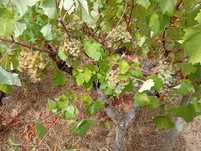 Vendo uvas tintas e brancas para vinho
