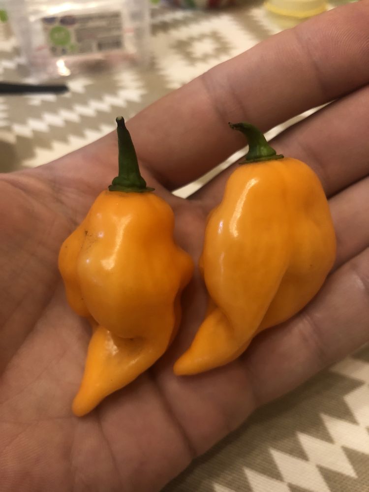 Насіння перцю Habanero Peach