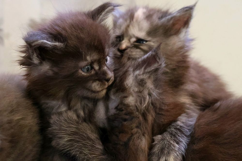 Kocieta Maine Coon- rezerwacja