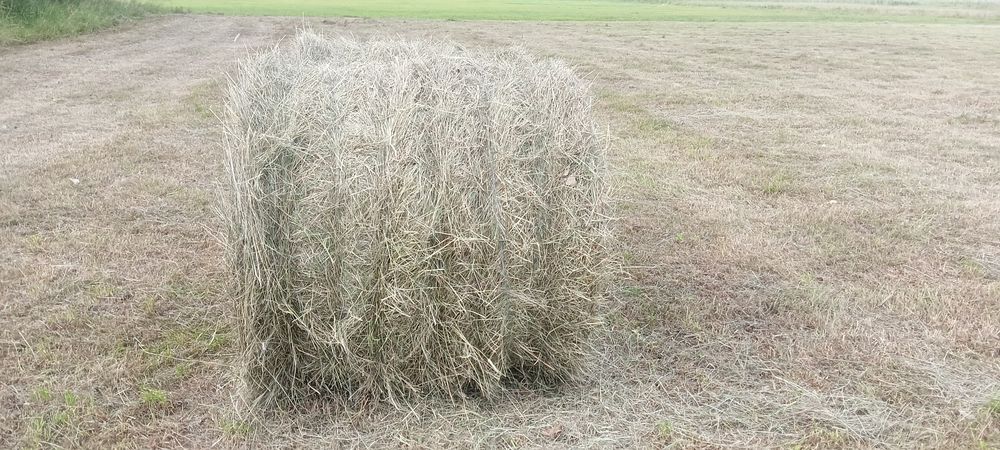 Siano w kulkach 120x120