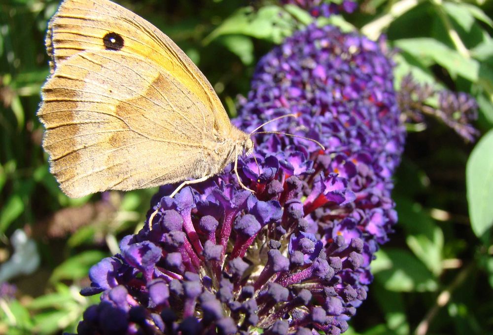 Budleja x2 kwiat motyli + świetny gratis!