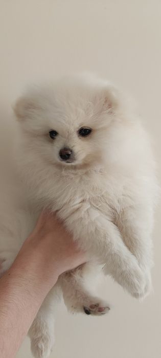 Szpic miniaturowy biała suczka GOTOWA DO ODBIORU