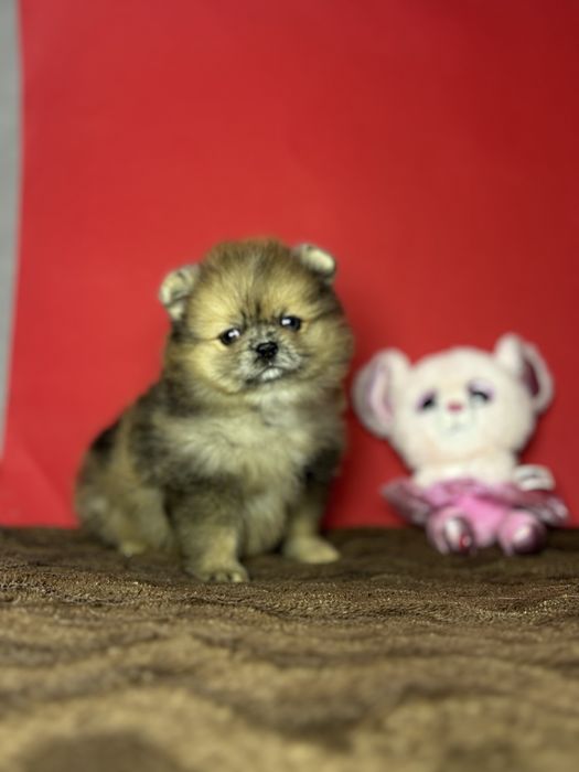 дівчинка блакитна ока тип ведмедик