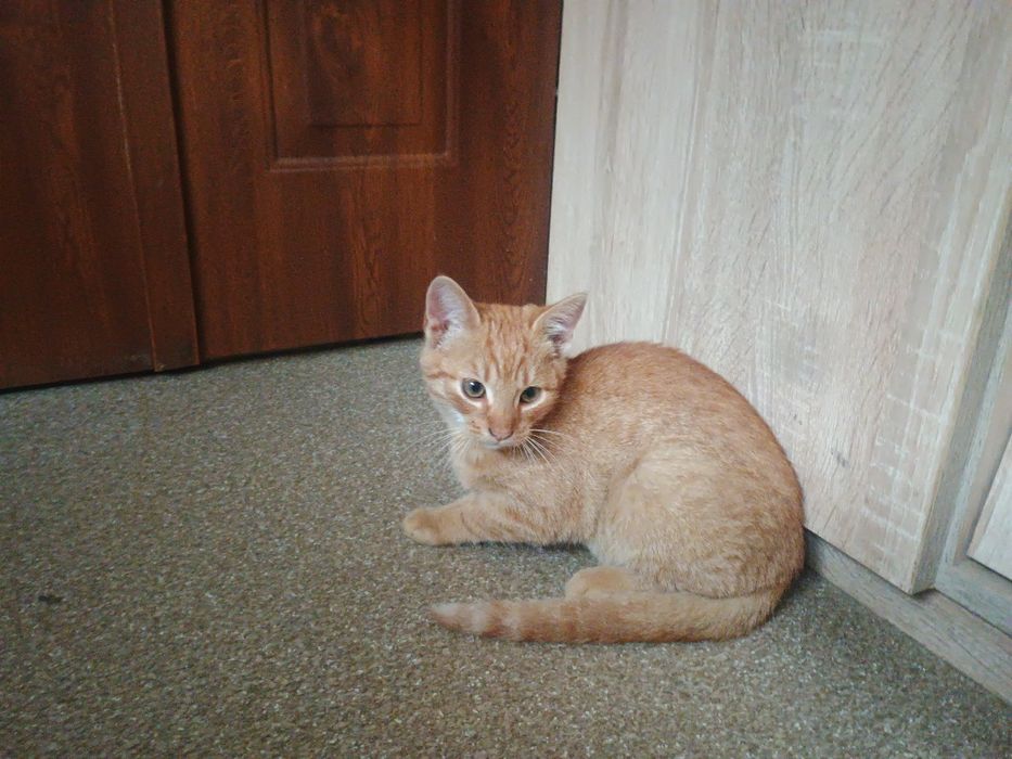 Oddam podrośniete kotki