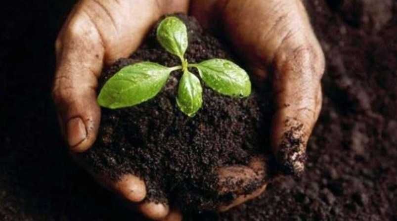 Borra de café - entregas gratuitas