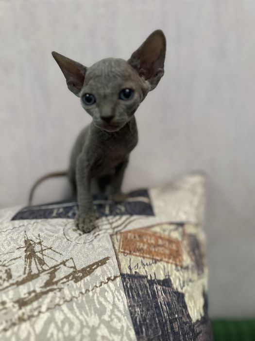 Кошенята канадский сфінкс