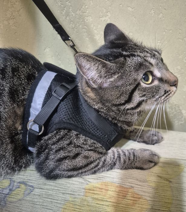 Поводок (жилет) для вигула кота чи невеликої собаки, розмір L