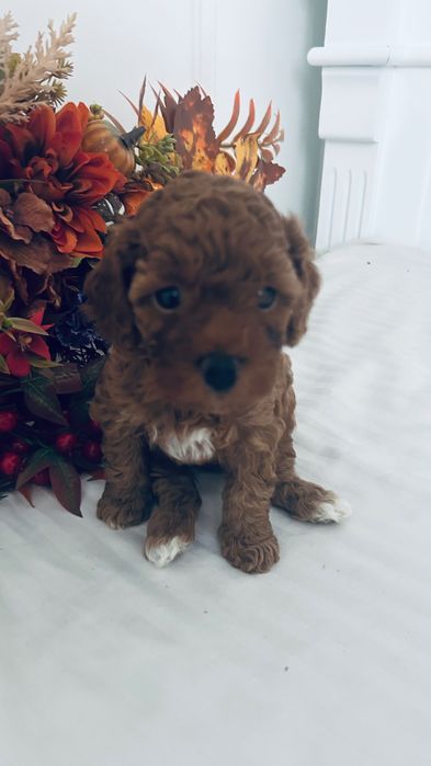 Urocze  Maltipoo
