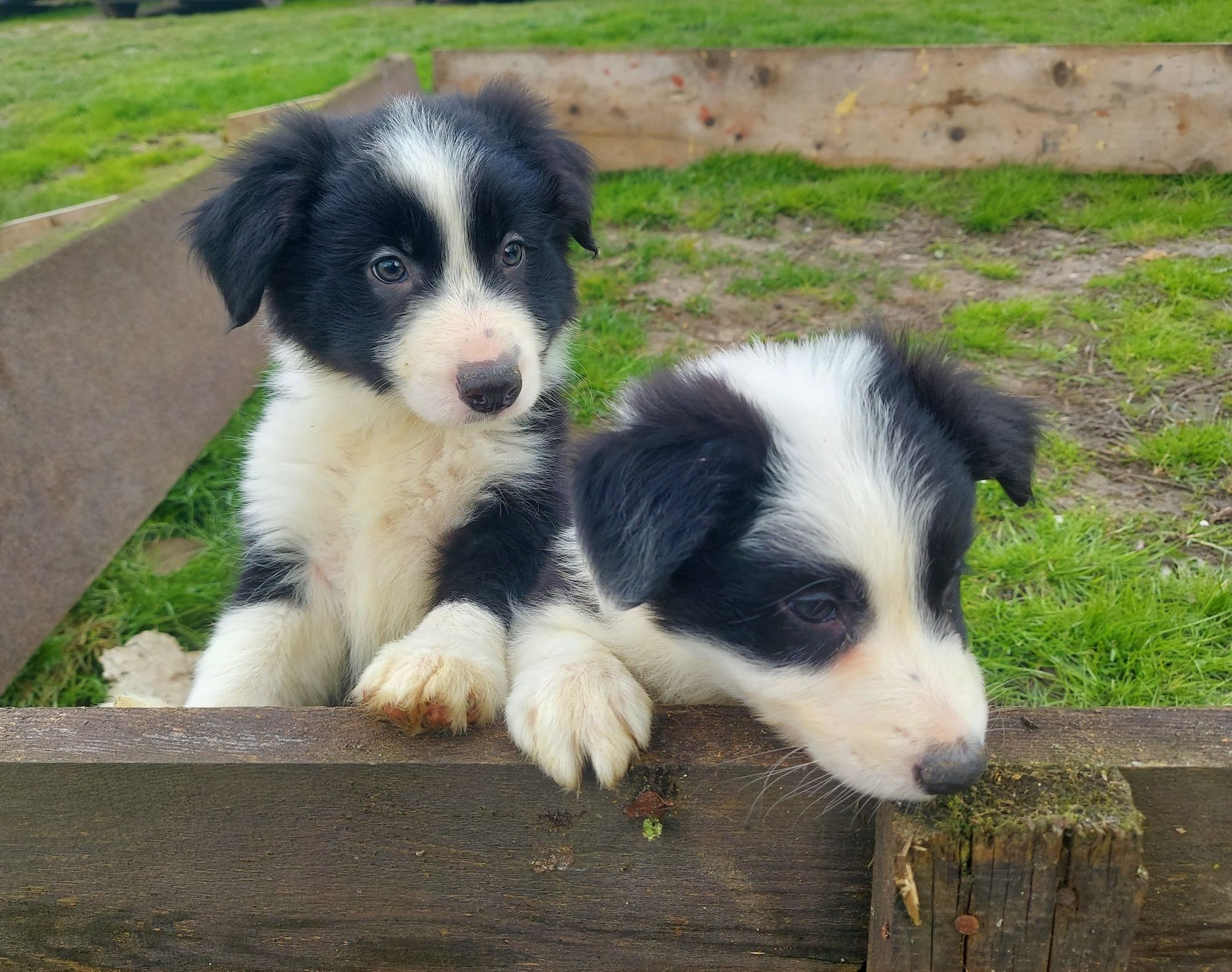 Border Collie samiczka z rodowodem 8 tygodniowa