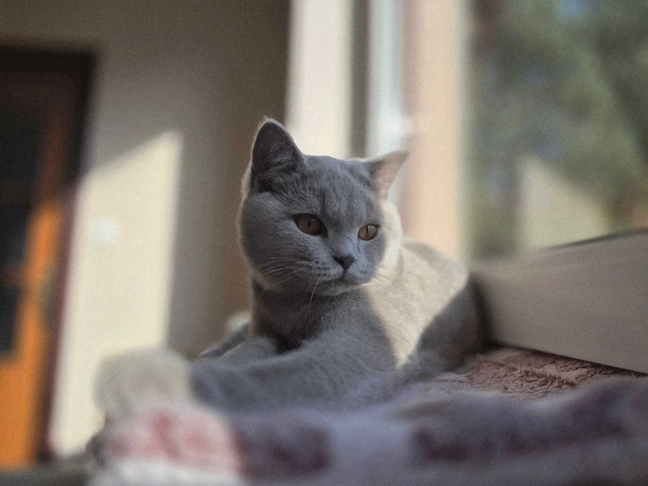 Kocurek brytyjski liliowy - idealny przyjaciel/ rodowód FPL