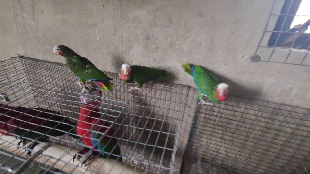 Papagaio cubano amazonas leucocephala