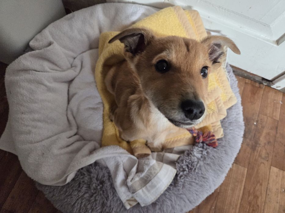 Отдам в хорошие руки