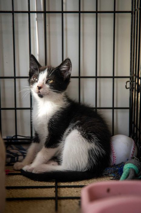 Grześ – koci przyjaciel do adopcji