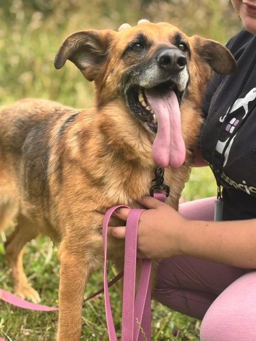 Suczka w typie owczarka niemieckiego do adopcji