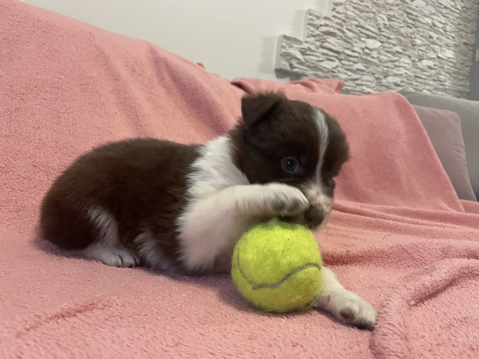 Border collie suczka