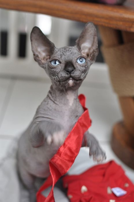 Sfinks niebieskie oko dziewczynka