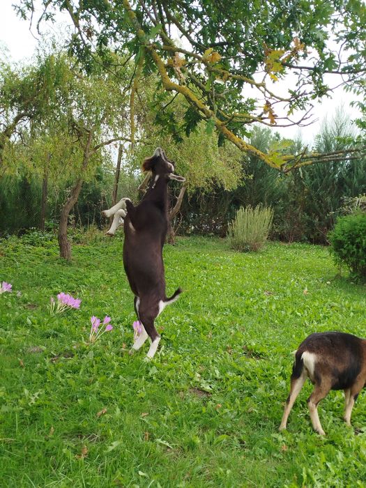 В'язка, случка породистий козлик