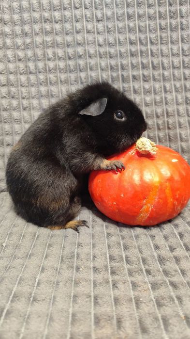 Морская свинка, самка,6 месяцев