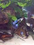 Guppies Blue Galaxi