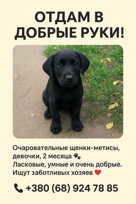 Отдам в добрые руки!