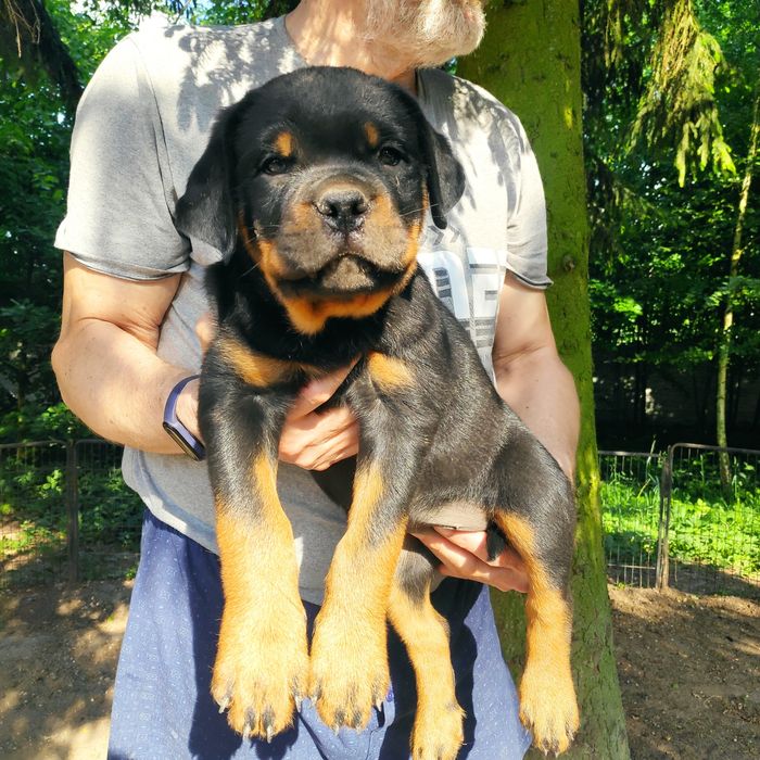 Rottweiler, szczeniak FCI