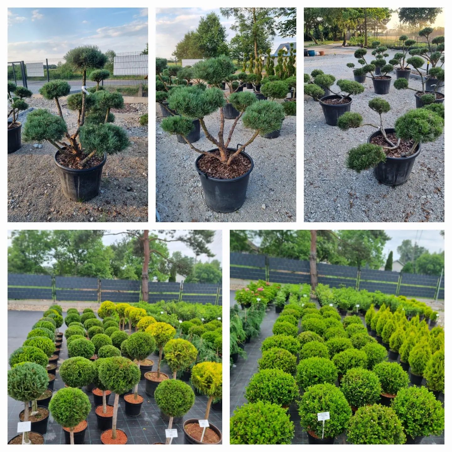 Drzewa, Krzewy, Kwiaty, Bonsai
