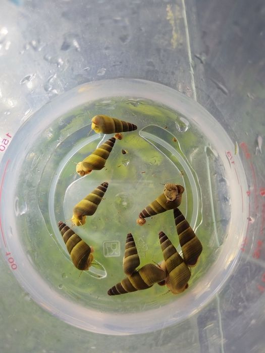Tylomelania yellow