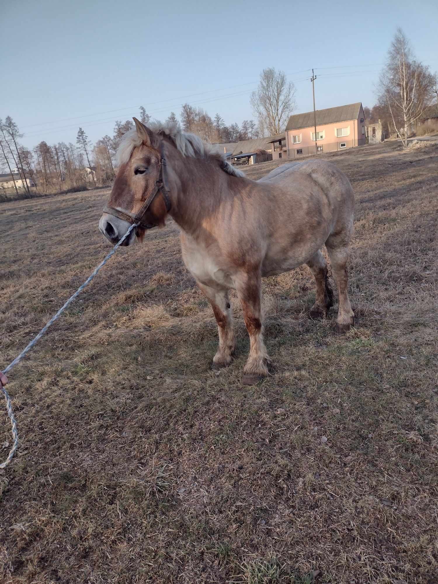 Sprzedam klacz zimnokrwista księga główna