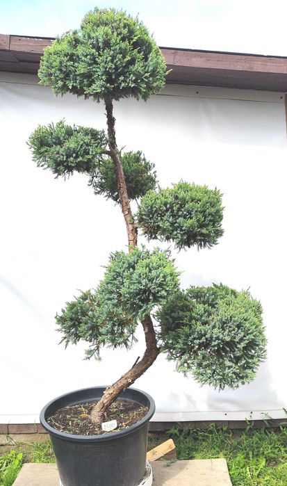 Bonsai Niwaki Jałowiec Holger