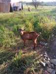 Vendo cabrito raça grande